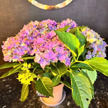 flower shop Colchester