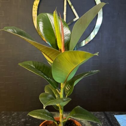 flower shop Colchester