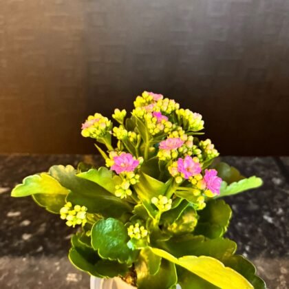 flower shop Colchester