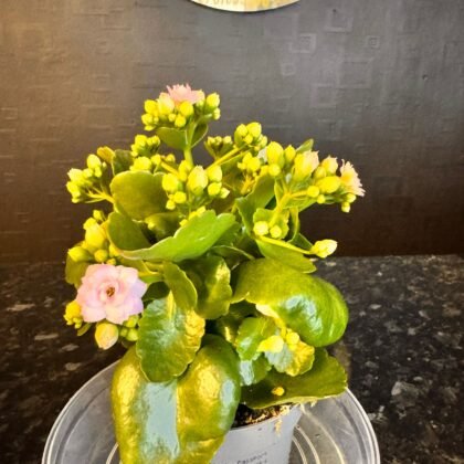 flower shop Colchester