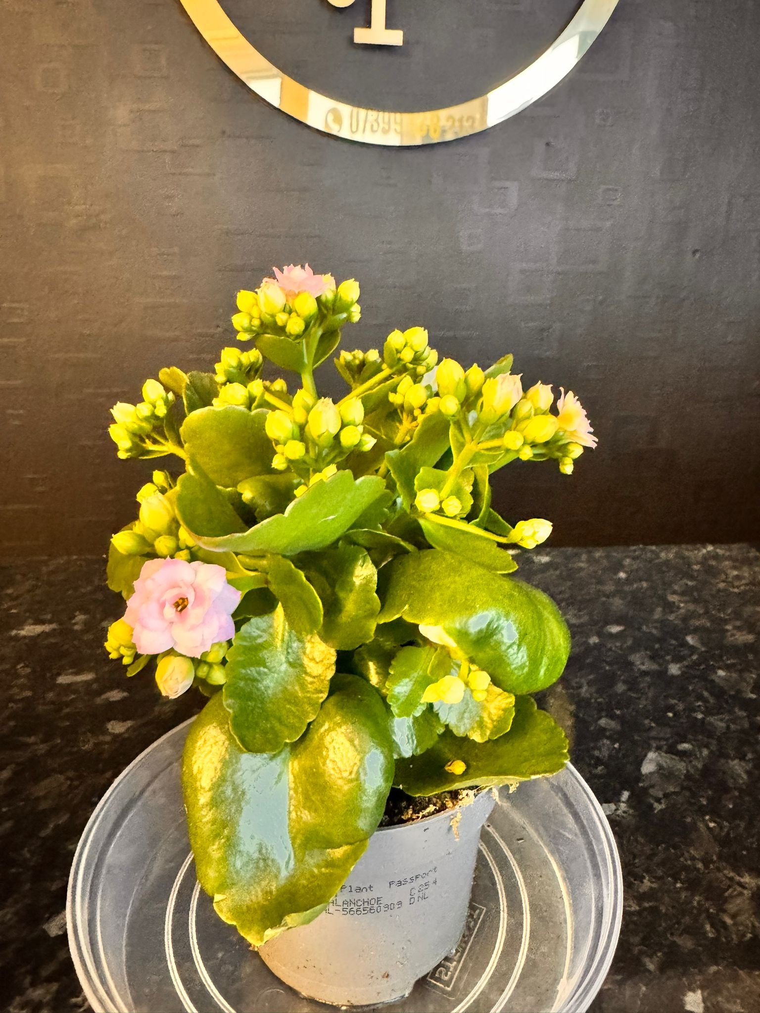 flower shop Colchester