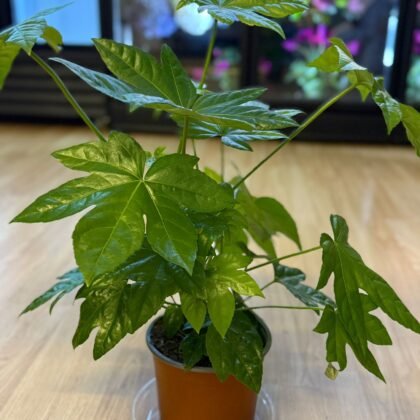 flower shop Colchester