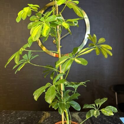 flower shop Colchester