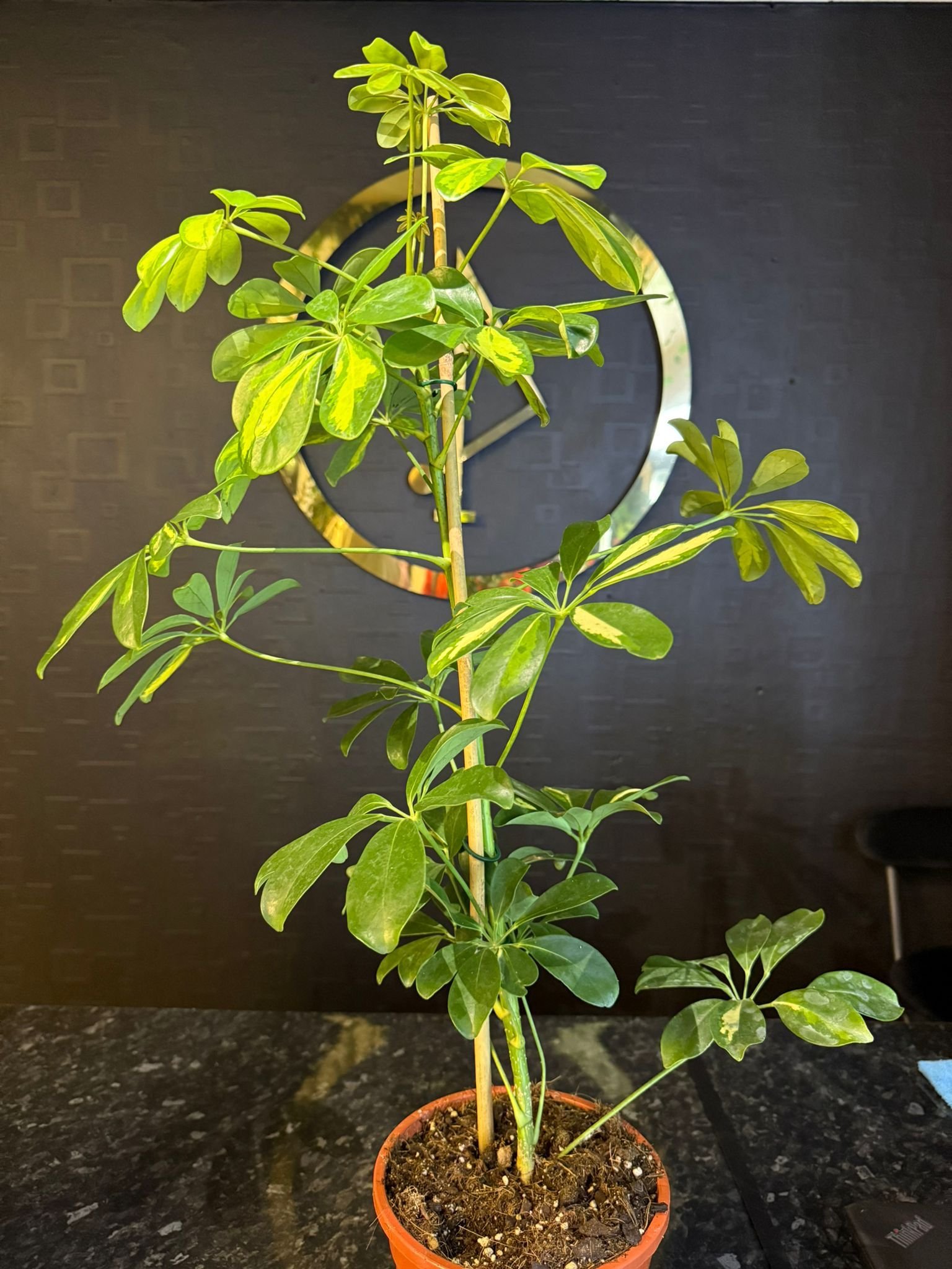 flower shop Colchester