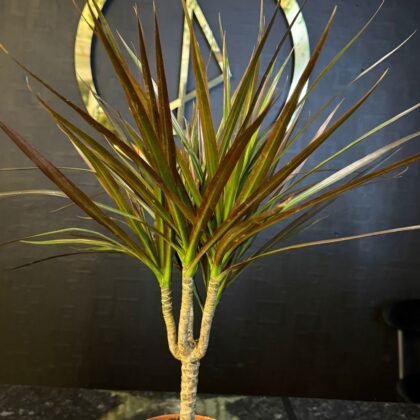 flower shop Colchester