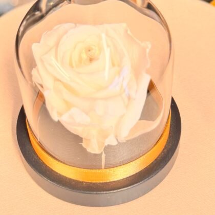 Eternal White Rose